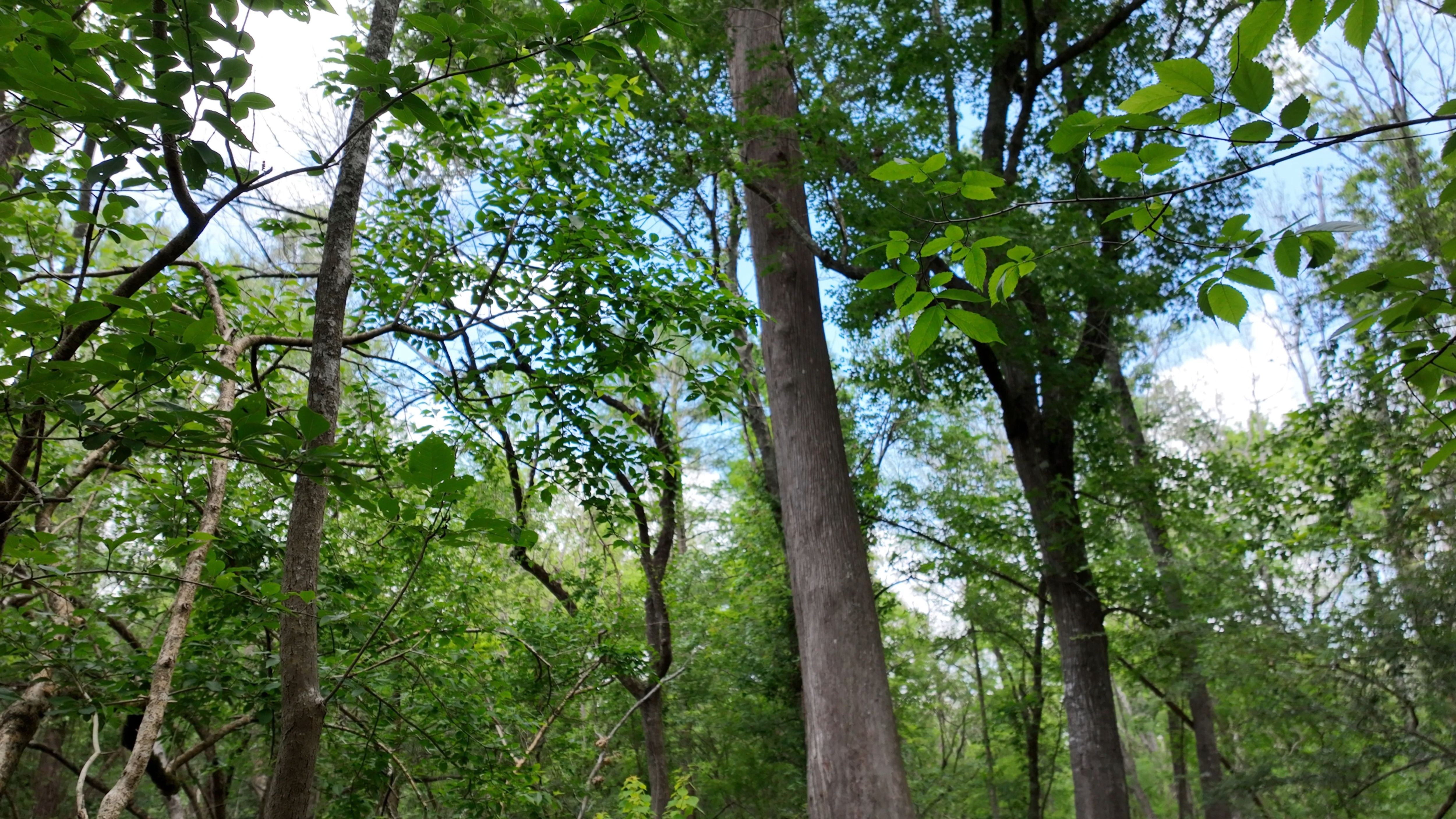 Listing Photo: Louisiana hardwood land
